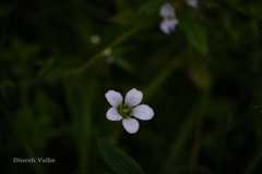 Parnassia nubicola